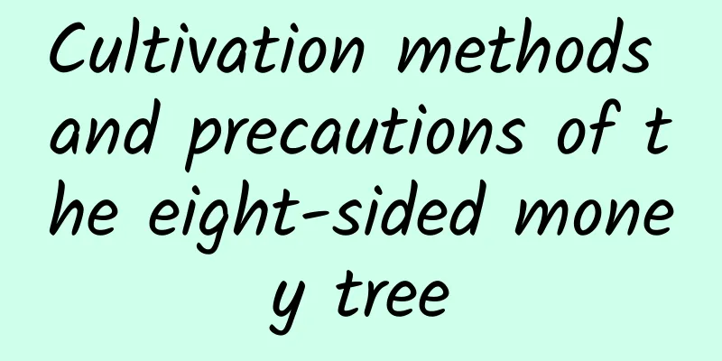 Cultivation methods and precautions of the eight-sided money tree