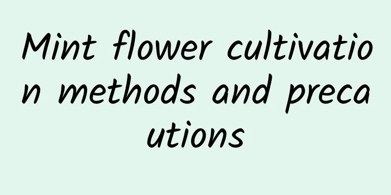 Mint flower cultivation methods and precautions