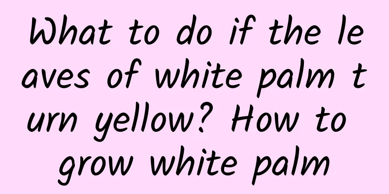 What to do if the leaves of white palm turn yellow? How to grow white palm