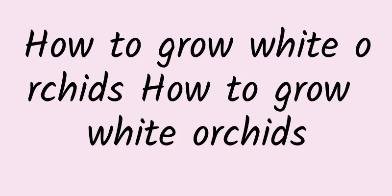 How to grow white orchids How to grow white orchids