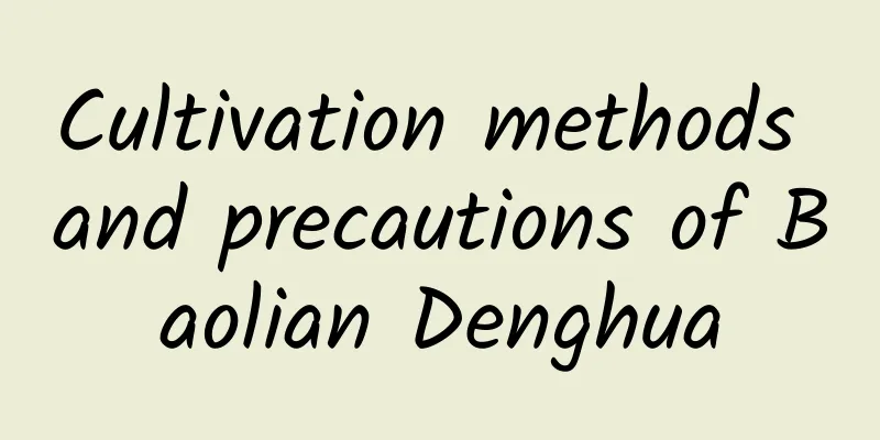 Cultivation methods and precautions of Baolian Denghua