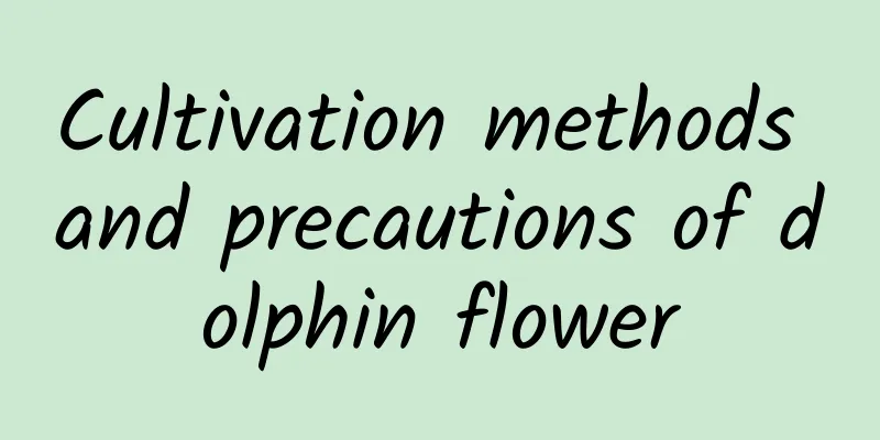 Cultivation methods and precautions of dolphin flower