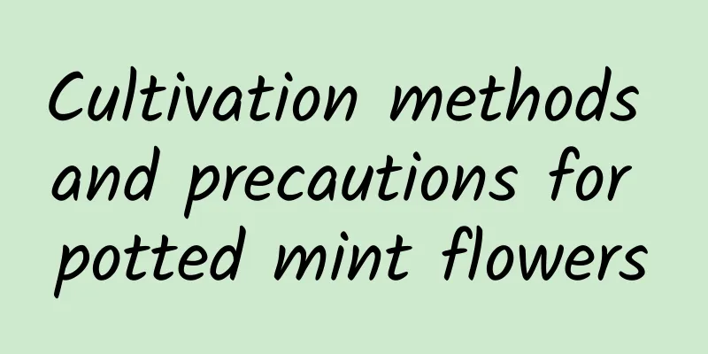 Cultivation methods and precautions for potted mint flowers