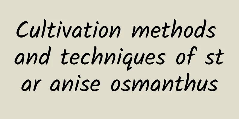 Cultivation methods and techniques of star anise osmanthus