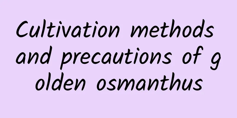 Cultivation methods and precautions of golden osmanthus