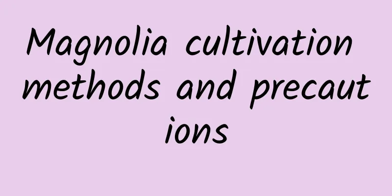 Magnolia cultivation methods and precautions