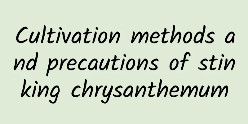 Cultivation methods and precautions of stinking chrysanthemum