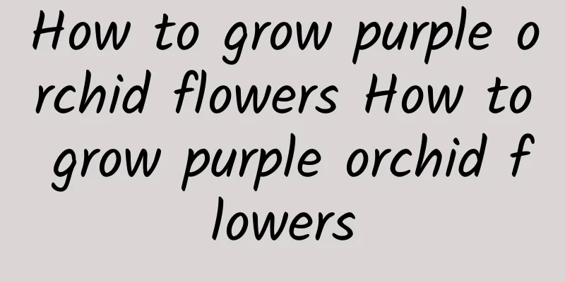 How to grow purple orchid flowers How to grow purple orchid flowers