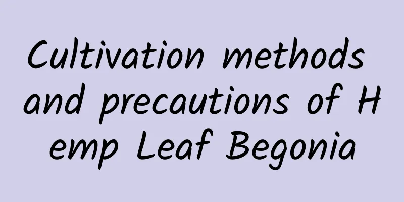 Cultivation methods and precautions of Hemp Leaf Begonia