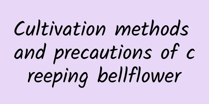 Cultivation methods and precautions of creeping bellflower