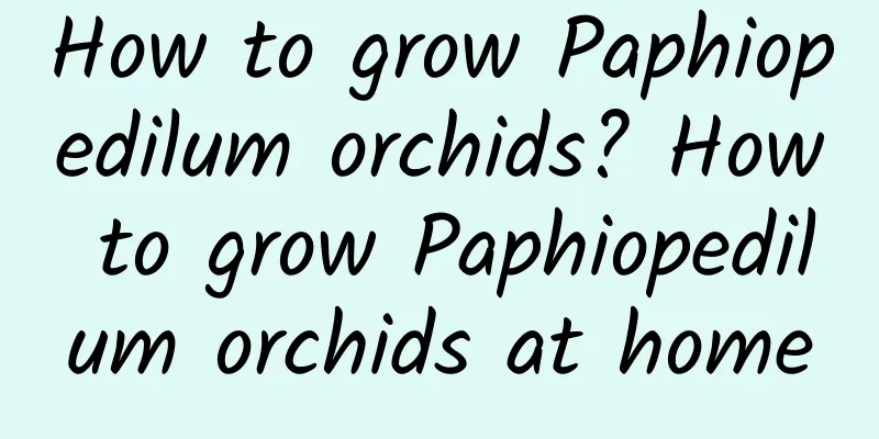 How to grow Paphiopedilum orchids? How to grow Paphiopedilum orchids at home