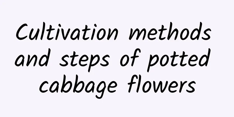 Cultivation methods and steps of potted cabbage flowers