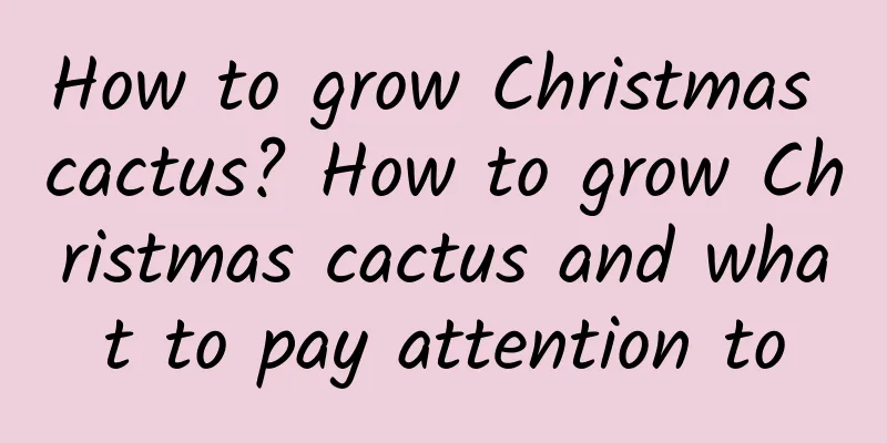 How to grow Christmas cactus? How to grow Christmas cactus and what to pay attention to