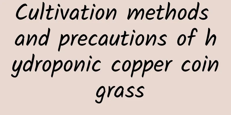 Cultivation methods and precautions of hydroponic copper coin grass