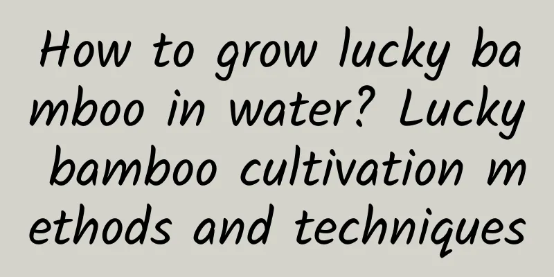 How to grow lucky bamboo in water? Lucky bamboo cultivation methods and techniques