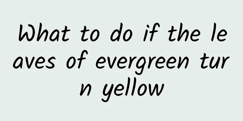 What to do if the leaves of evergreen turn yellow