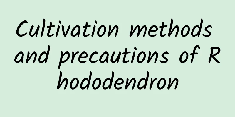 Cultivation methods and precautions of Rhododendron