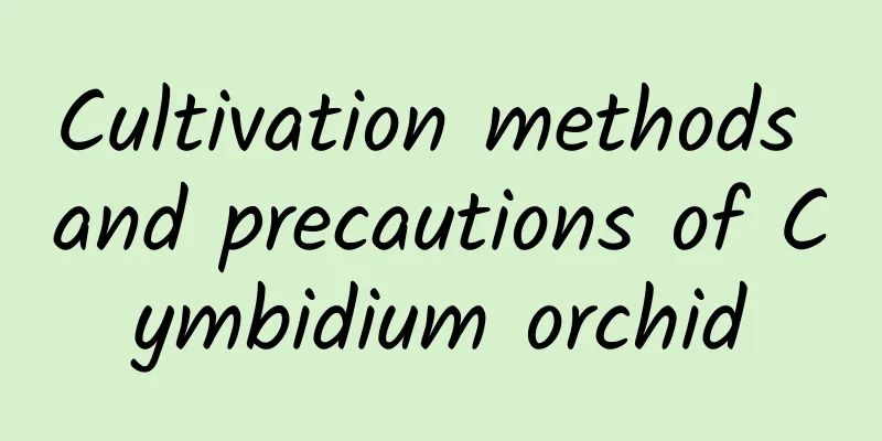 Cultivation methods and precautions of Cymbidium orchid