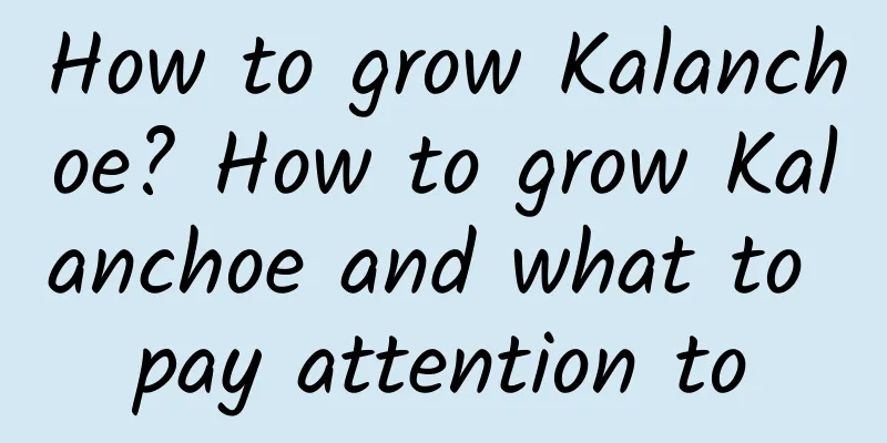 How to grow Kalanchoe? How to grow Kalanchoe and what to pay attention to