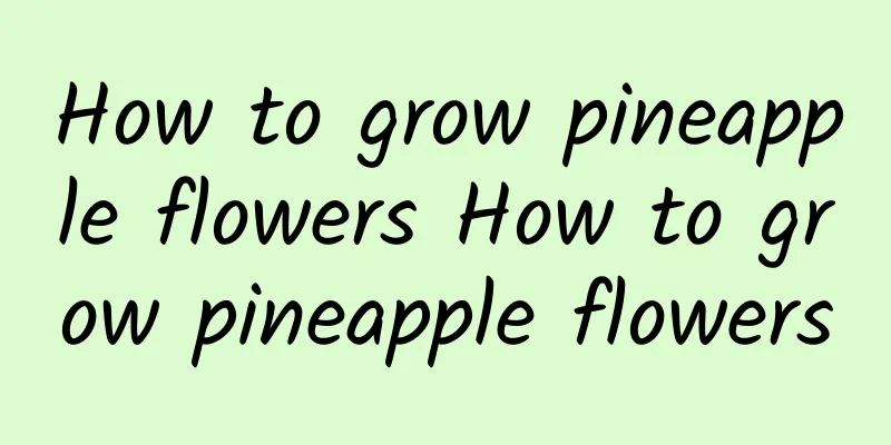 How to grow pineapple flowers How to grow pineapple flowers