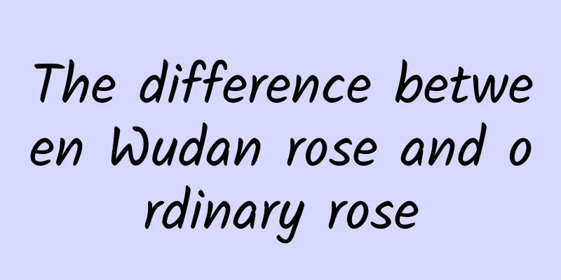 The difference between Wudan rose and ordinary rose