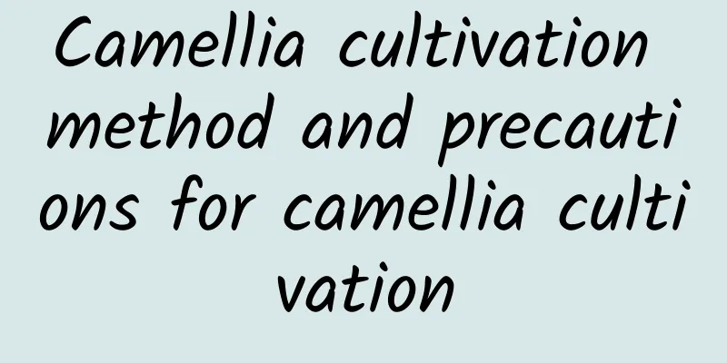 Camellia cultivation method and precautions for camellia cultivation