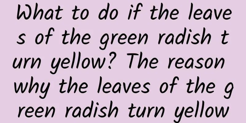 What to do if the leaves of the green radish turn yellow? The reason why the leaves of the green radish turn yellow