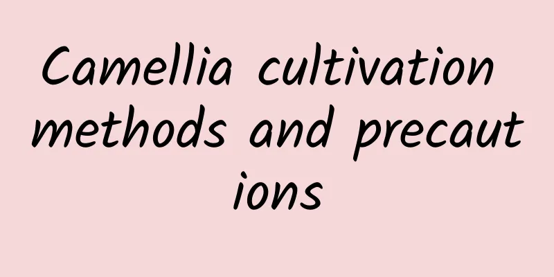 Camellia cultivation methods and precautions