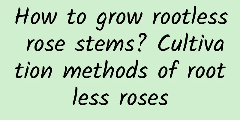 How to grow rootless rose stems? Cultivation methods of rootless roses