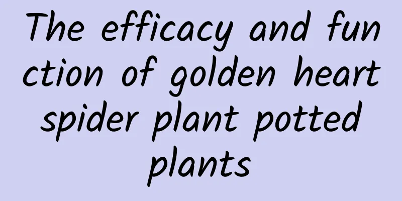 The efficacy and function of golden heart spider plant potted plants