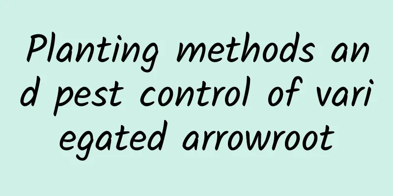 Planting methods and pest control of variegated arrowroot