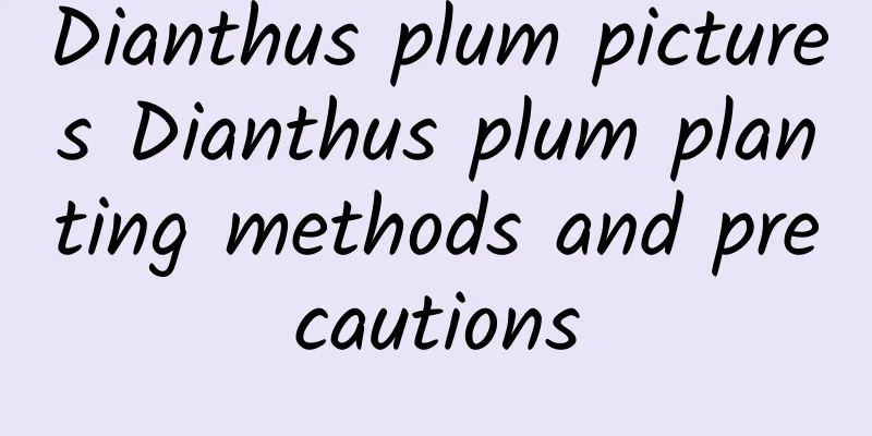 Dianthus plum pictures Dianthus plum planting methods and precautions