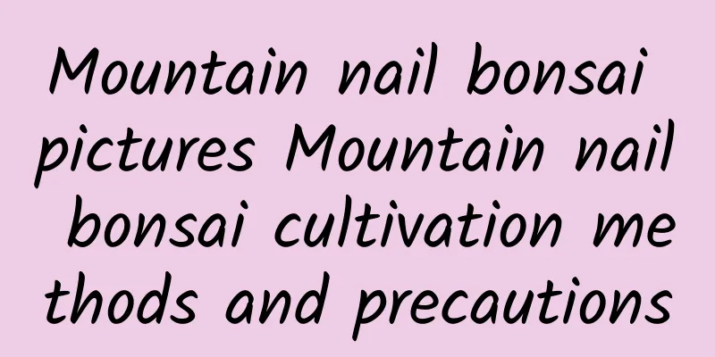 Mountain nail bonsai pictures Mountain nail bonsai cultivation methods and precautions