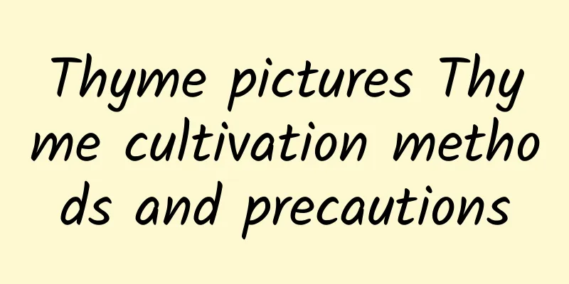 Thyme pictures Thyme cultivation methods and precautions