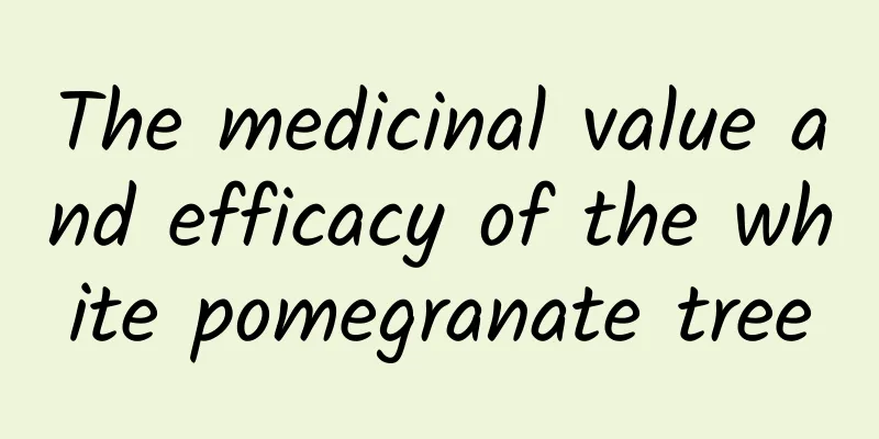 The medicinal value and efficacy of the white pomegranate tree