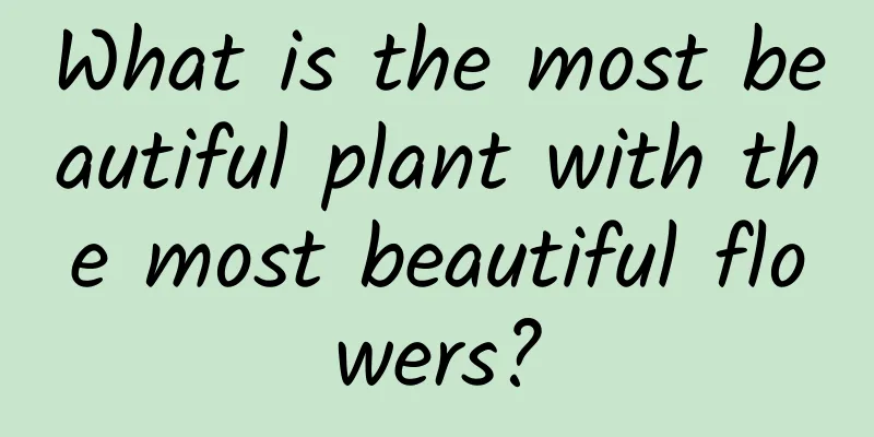 What is the most beautiful plant with the most beautiful flowers?