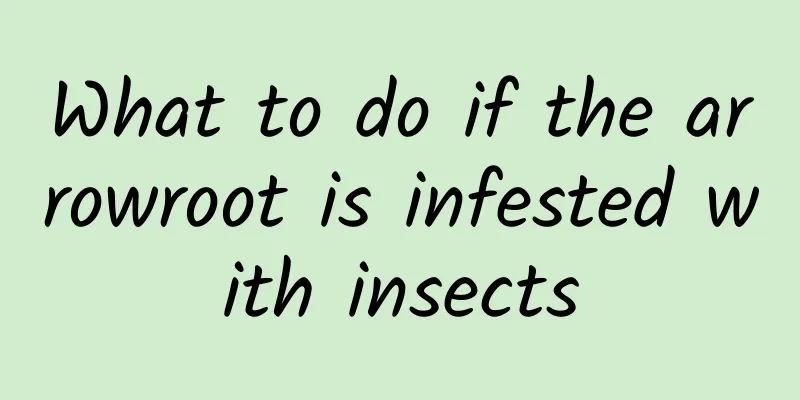 What to do if the arrowroot is infested with insects