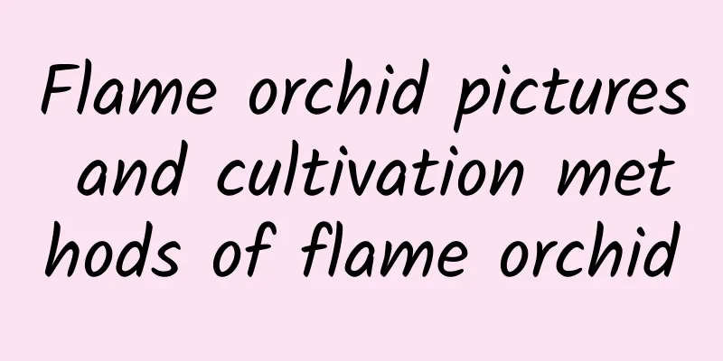 Flame orchid pictures and cultivation methods of flame orchid