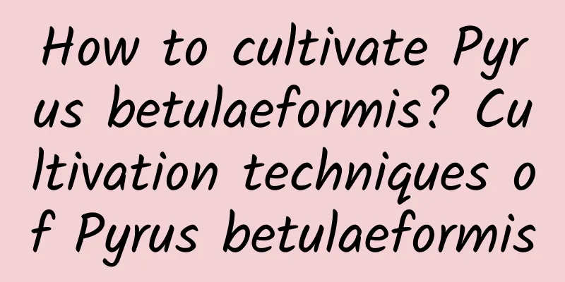 How to cultivate Pyrus betulaeformis? Cultivation techniques of Pyrus betulaeformis