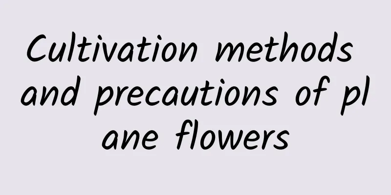 Cultivation methods and precautions of plane flowers