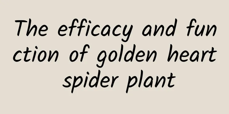 The efficacy and function of golden heart spider plant