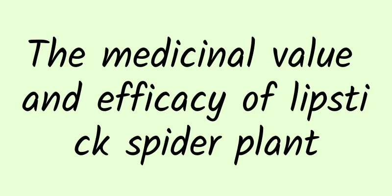 The medicinal value and efficacy of lipstick spider plant