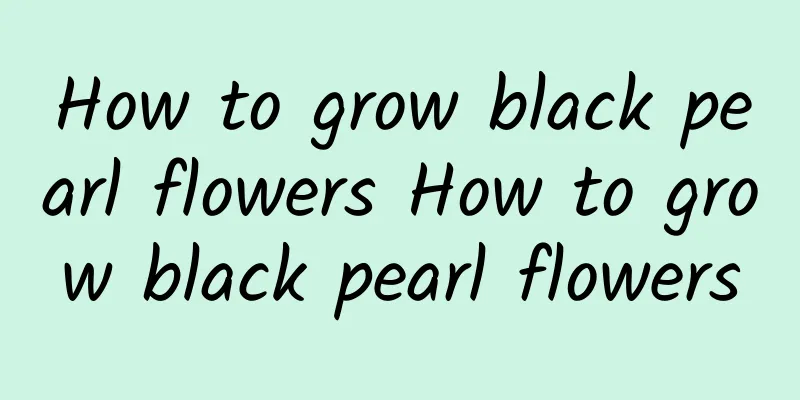 How to grow black pearl flowers How to grow black pearl flowers