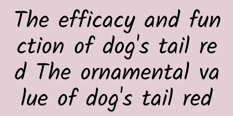 The efficacy and function of dog's tail red The ornamental value of dog's tail red