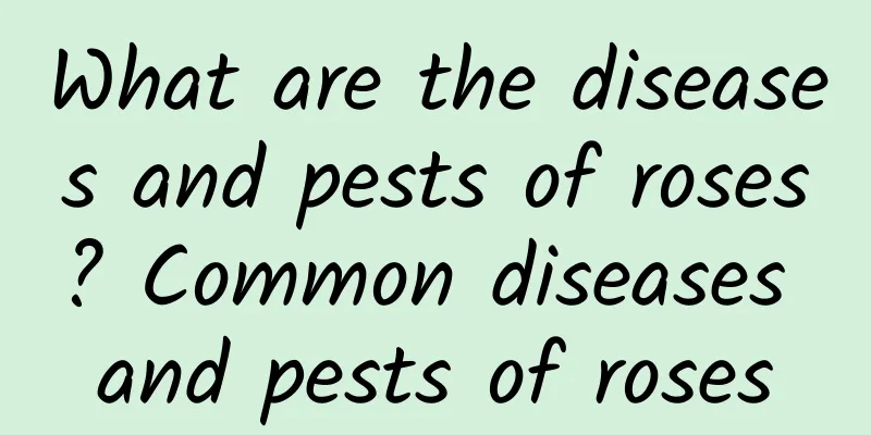 What are the diseases and pests of roses? Common diseases and pests of roses