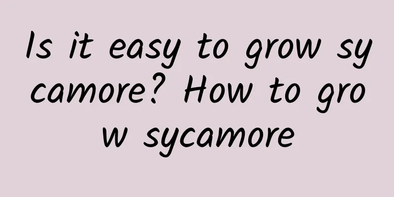 Is it easy to grow sycamore? How to grow sycamore