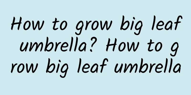 How to grow big leaf umbrella? How to grow big leaf umbrella