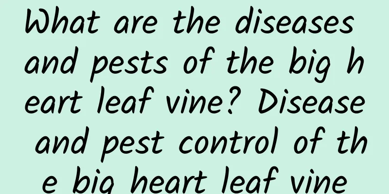 What are the diseases and pests of the big heart leaf vine? Disease and pest control of the big heart leaf vine