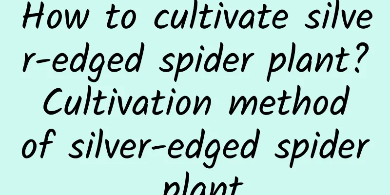 How to cultivate silver-edged spider plant? Cultivation method of silver-edged spider plant