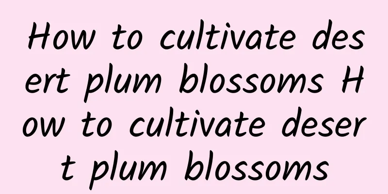 How to cultivate desert plum blossoms How to cultivate desert plum blossoms